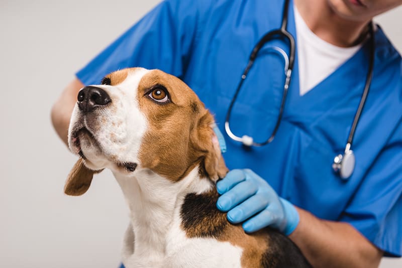 Digital Marketing for Veterinarians