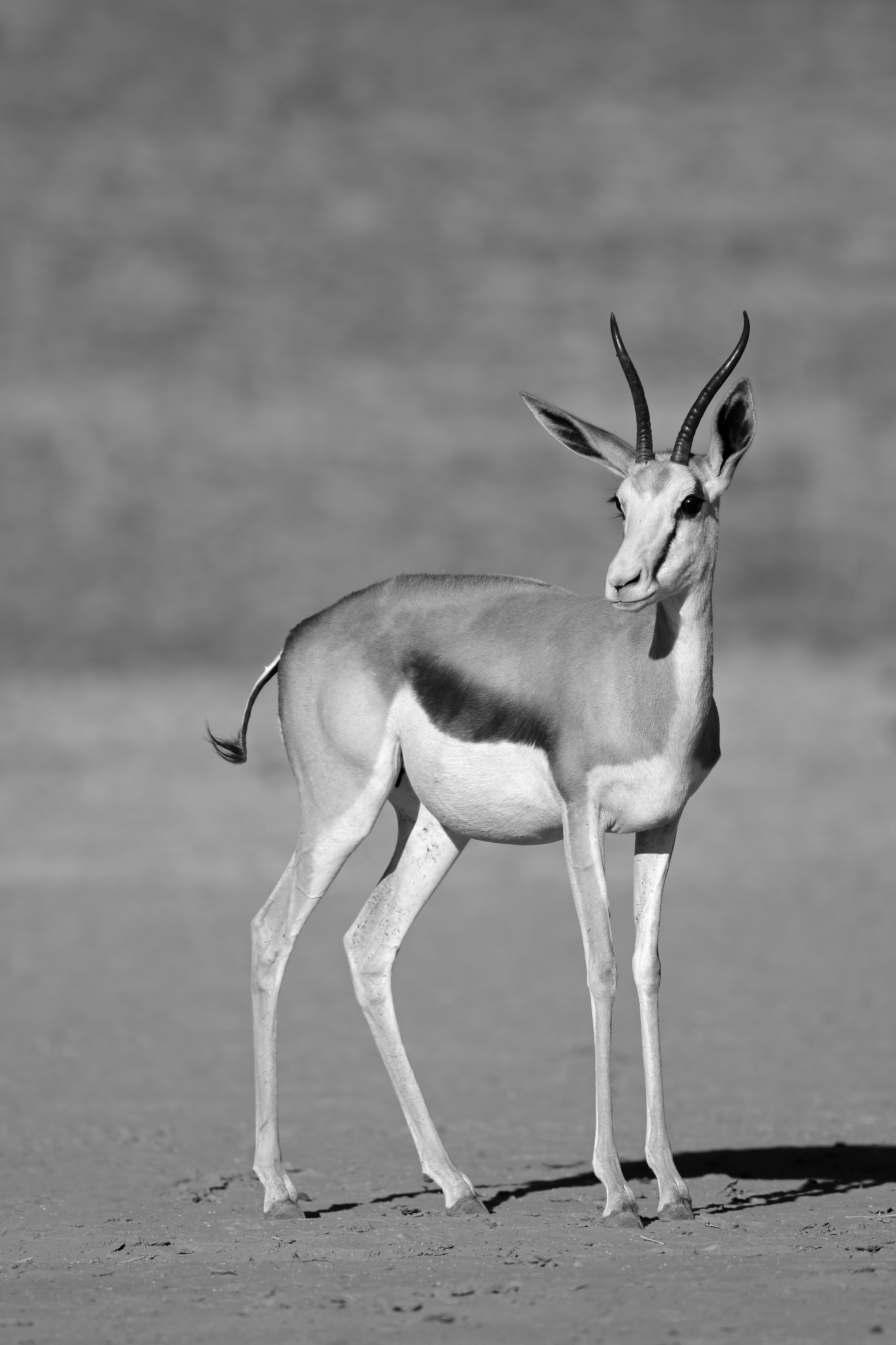 Gazelle. The symbol of Zevi Digital. Swift, specialized, always on the move.